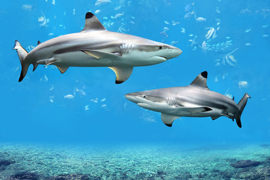 Blacktip Shark Fishing: Tactics, Tackle, and Tips for Targeting a Coastal Predator