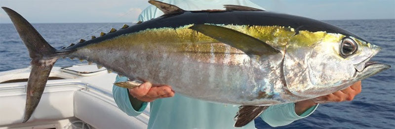 Blackfin Tuna Fishing Tackle: Gear Guide and Angler Reviews