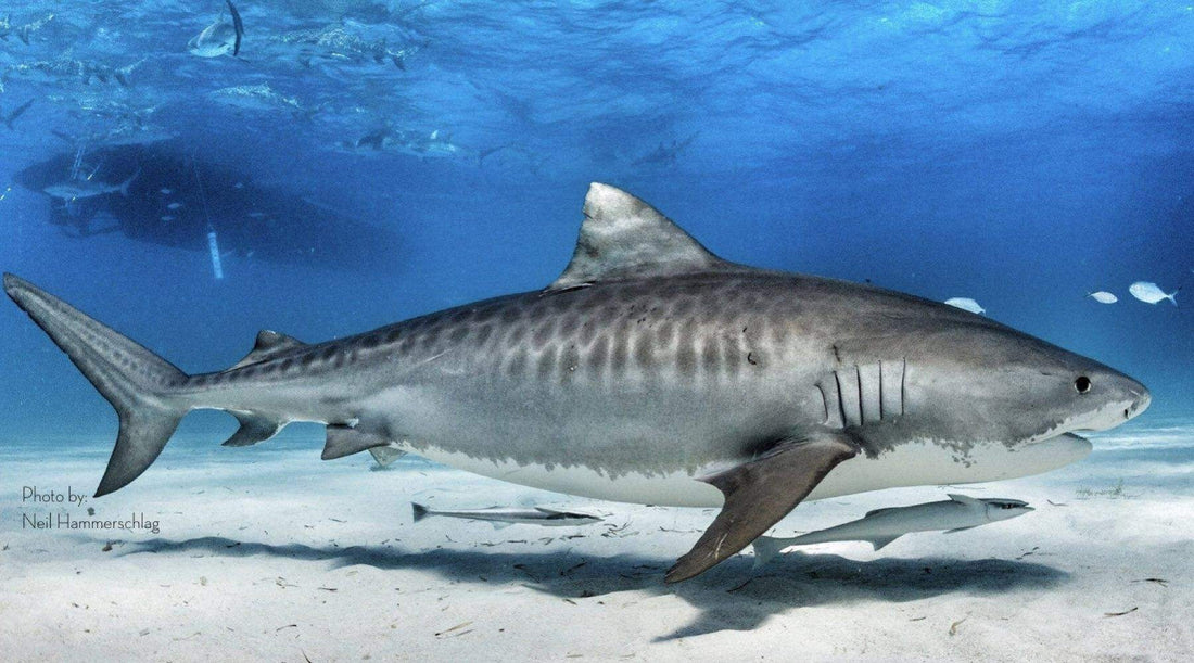 Tiger Shark Fishing: Tackle, Techniques, and the Thrill of the Hunt