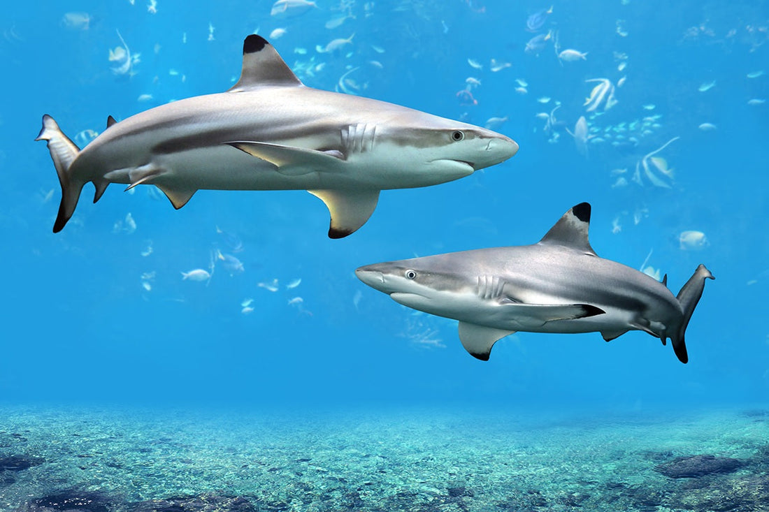 Blacktip Shark Fishing: Tactics, Tackle, and Tips for Targeting a Coastal Predator