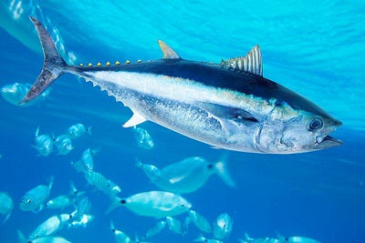 Tuna Fishing with a Fly Rod: The Ultimate Big Game Fly Challenge