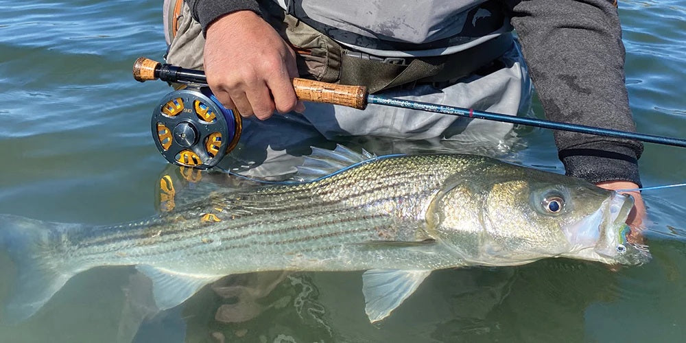 Mastering Fly Fishing for Striped Bass
