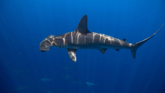 Hammerhead Shark Fishing: Techniques, Tackle, and Conservation