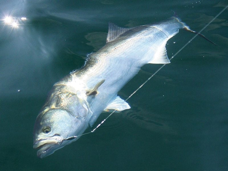 What's the Largest Bluefish Caught on Rod and Reel?