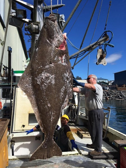 What's the Largest Halibut Caught on Rod and Reel?