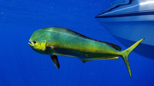 The Ultimate Guide to Mahi Mahi Fishing