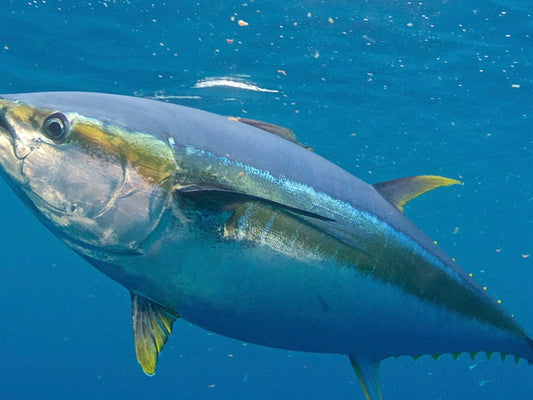 Fuji Boat Rod HB Guides For Saltwater Offshore Fishing